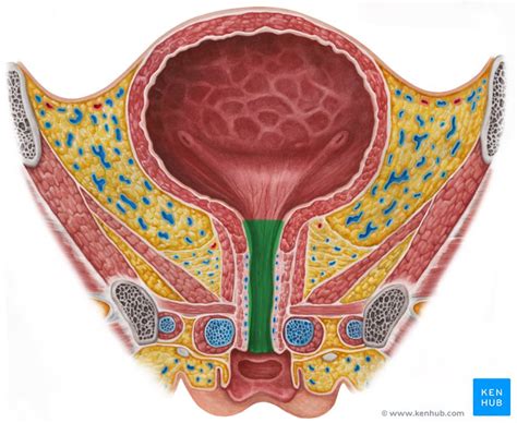 glande skene|Skenes Gland